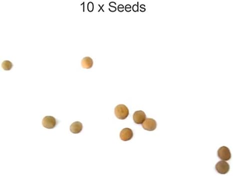 Fruit Seeds Garden Bonsai Seeds Garden Planting Fruit MOHUANee Seeds for Decor