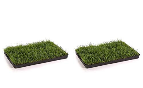 MIAU Katzengras Doppelpack KatzeHundTier Shop