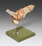 Foot Ankle Fully Functional Bone Joint Model