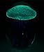 Glass Jellyfish Paperweight Blue 3.5 Glows in the Dark by Incrediblegifts.com