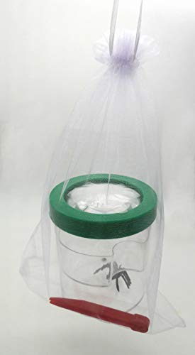 YYhappy childhood Nature Exploration Toys for 4-5 Year Old Boys Bug Viewer Box Plastic Transparent Insect Catcher Kit with 8 XMagnifying Lens Gifts for 4-8 Years Old Girl (Green) - Thumbnail 6