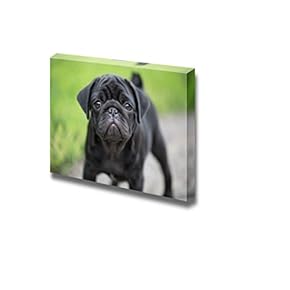 Canvas Prints Wall Art - Little Black Pug Puppy Dog Cute Pet/Animal Photograph | Modern Wall Decor/Home Decoration Stretched Gallery Canvas Wrap Giclee Print & Ready to Hang - 12" x 18"