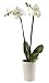 Color Orchids 851203007583 Live Blooming Double Stem Phalaenopsis, White Designer Vase