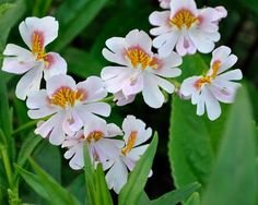 Creative Farmer Flower Seeds : Fringeflower Bushy Half Hardy Annuals Real Blooming Rare Seeds Garden [Home Garden Seeds Eco Pack] Plant Seeds