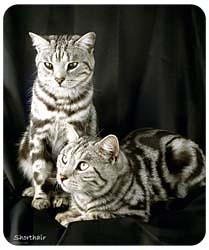 Shorthair Cat Mousepad