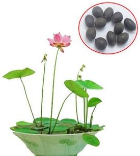 Amazon Com Siam Circus 20 Pcs 20 Colors Bowl Lotus Flower Plants Lotus Seed Plant Bonsai Lotus Seeds Teach You How To Plant Home Garden Garden Outdoor