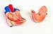 American Educational 45cm Mini Torso Model