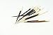 African Porcupine Quills 6