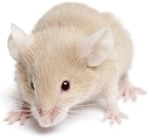 Reptile Centre Frozen Mice Medium 16 22g Barcode 10 Pack Reptile