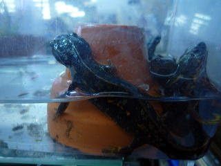 Amazon シリケンイモリ 産地 奄美 こだわりの生体をお届けします 名生園 こだわりの生体をお届けします 名生園 観賞魚 水中生物 通販