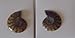 * Ammonite Fossil pair *