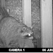 Wikoo - Repelente de plagas y animales ultrasónico con ...