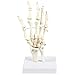Human Hand and Wrist Skeleton Model on Base Stand, Articulating - Anatomical Model | White, 4.25 x 10 x 4.25 Inches