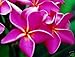 Plumeria 5 Seeds Pink Rare