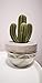 Pretty Valley Home Gypsum Cactus Fragrance Diffuser-Cutting Grass