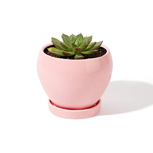 Top 10 Succulent Plants With Pink Flowers of 2020 No Place Called Home