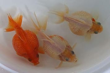 Amazon Co Jp 国産金魚 人気種 ピンポンパール 1匹 全長約10 12cm 生体0522 7 Pet Supplies Amazon Co Jp 国産金魚 人気種 ピンポンパール 1匹 全長約10 12cm 生体0522 7 Pet Supplies