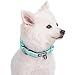 Blueberry Pet 9 Colors Soft & Safe 3M Reflective Neoprene Padded Adjustable Dog Collar – Mint Blue Pastel Color, Small, Neck 12″-16″thumb 3