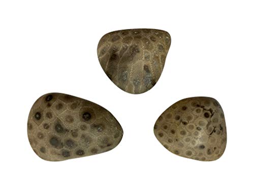 1 Petoskey+Stone+Polished+Michigan+Natural