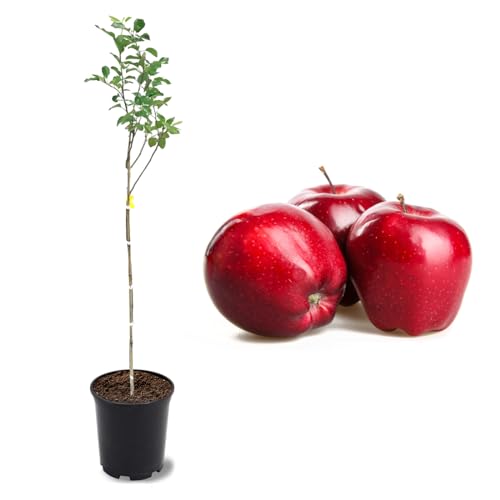 American Plant Exchange Live Red Delicious Apple Tree, Fruit-Bearing Plant Pot…