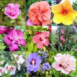 50 MIXED COLORS ROSE OF SHARON HIBISCUS Syriacus Flower Tree Bush Shrub Seeds Mix *Comb S/H