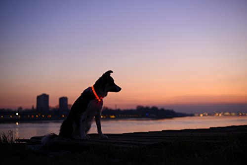 LED Dog Collar - USB Rechargeable - Available in 6 Colors & 6 Sizes - Makes Your Dog Visible, Safe & Seen - Red, Large (19 - 24" / 49 - 61cm)