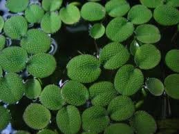 Giant Duckweed (pond plant) 10 Bunches by Duckweed