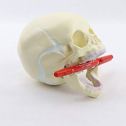 頭蓋骨モデル 1 医学のための1人のヒト胎児赤ちゃん幼児医療頭蓋骨解剖スケルトンモデル教育用品 B081cw4cvy 4 776円