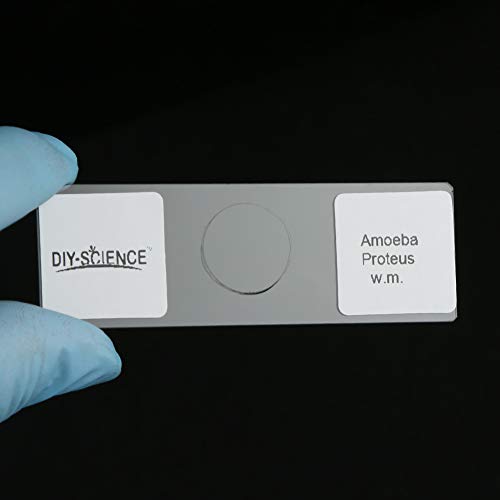 4 Prepared+Apologia+Specifically+Specimens+DIY+SCIENCE