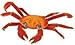 Safari Ltd. Incredible Creatures Collection - Galapagos Sally Lightfoot Crab Figure - Ages 3 and Up