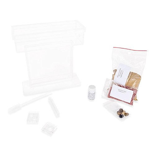 Sand Ant Farm T (Anthill, Formicarium, Educational, Ants)