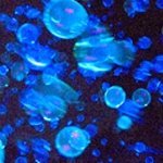 Tekno Bubbles :: Blacklight Sensitive UV Bubbles (Blue,1 oz)
