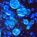Tekno Bubbles :: Blacklight Sensitive UV Bubbles (Blue,1 oz)