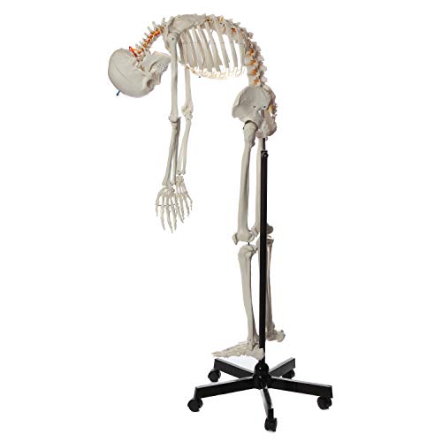 Axis Scientific Flexible Life Size Skeleton Anatomical Model Bundle 