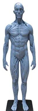 Male Human Anatomical Model Art Anatomical Figure Anatomy Skull Sculpture Head Body Muscle PU 30CM
