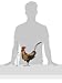 Regal Art & Gift Handcrafted Metal Rooster Statue, Weather-Resistant Farmhouse Yard Art, Indoor/Outdoor Garden Sculpture, Detailed Feather Design, Decorative Bird for Home & Garden, Golden, 11” Height