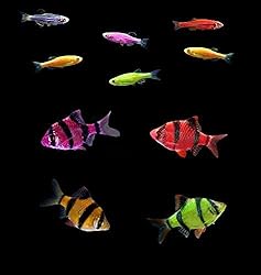 GloFish Live Fish Collections