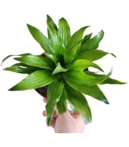 jada plant Jade Plant | Crassula Ovata | Care Guide and Pro Tips