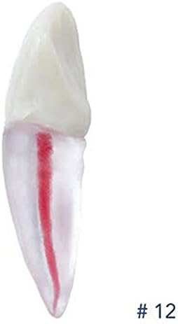 Dental Endodontic Tooth With Root For Endodontic Practice #12 ARTMED
