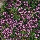 Herb Seeds - Thyme Purple Creeping - 3000 Seeds