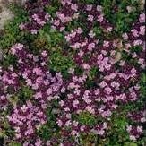 Herb Seeds - Thyme Purple Creeping - 3000 Seeds Herb Seeds - Thyme Purple Creeping - 3000 Seeds