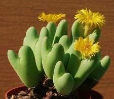 Homely Conophytum Bilobum Rare Mesemb Exotic Semi Rock Living Stones Seeds 30 Seeds