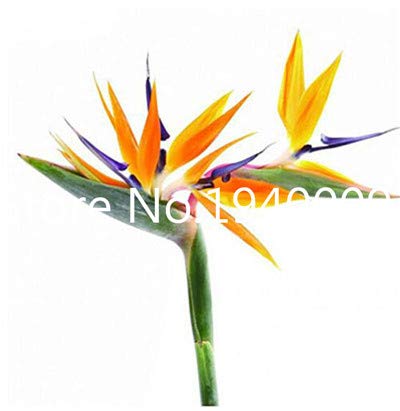 AGROBITS Saat: Verkauf! 100 StÃ¼ck Seltene Zimmerpflanzen Strelitzia Reginae flores Hybrid-Paradies plantas Plant Bonsai-Anla