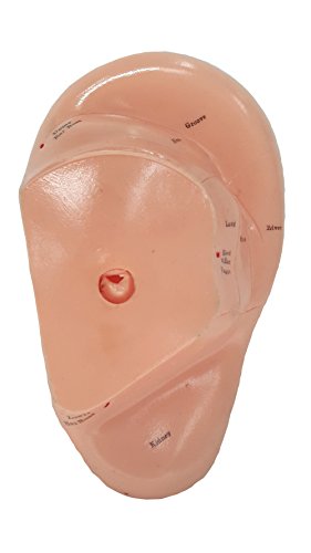 Ear Zone Model/Height 7"