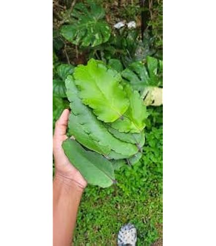 Amazon.com : Kalanchoe Pinnata Miracle Leaf Wonder of World Hawaiian Love  Plant Katakataka : Patio, Lawn & Garden