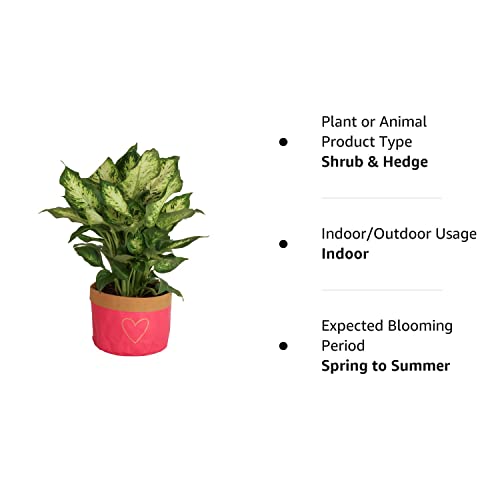 Costa Farms Dieffenbachia, Live Indoor Houseplant in Cute Mother's Day