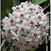 Strawberries & Cream Wax Plant - Hoya - Great House Plant - 4" Pot