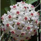 Strawberries & Cream Wax Plant - Hoya - Great House Plant - 4 Strawberries & Cream Wax Plant - Hoya - Great House Plant - 4