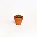 Miniature Hen and Chicks in a Tiny Pot
