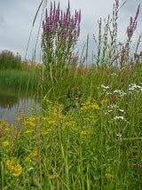 JustSeed - Wild Flower - Pond Edge Meadow Mixture - Wetlands - 4g